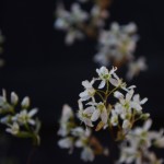 ジューンベリー