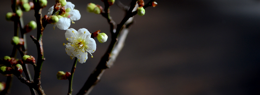 本年もよろしくお願いします
