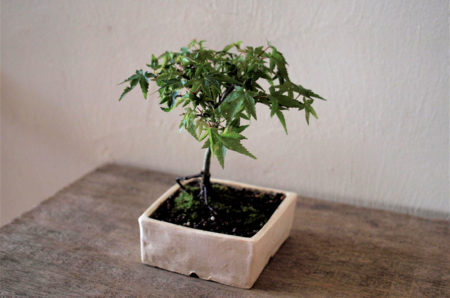 10月5日(土)榊麻美さんの「美しい紅葉を楽しめる清姫紅葉の盆栽を作るワークショップ」参加者募集