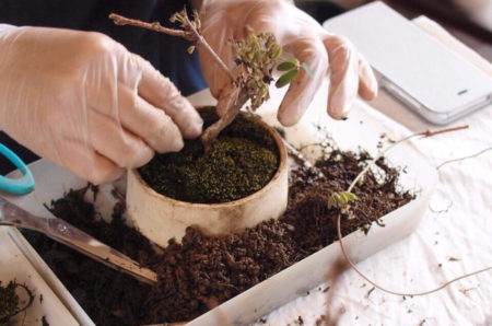 3月14日(土)榊麻美さんによる春の植え替え会&診療会を開催します